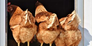 Lees meer over het artikel Hoeveel kippen zie jij vliegen?